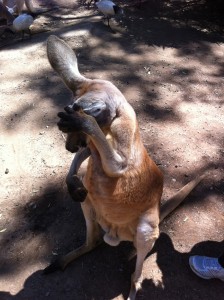 Kangaroo at The Gorge Wildlife Park Adelaide | Barrys travels